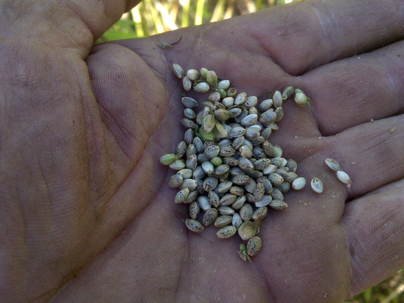 Топ-5 сильных штаммов от Humboldt Seeds